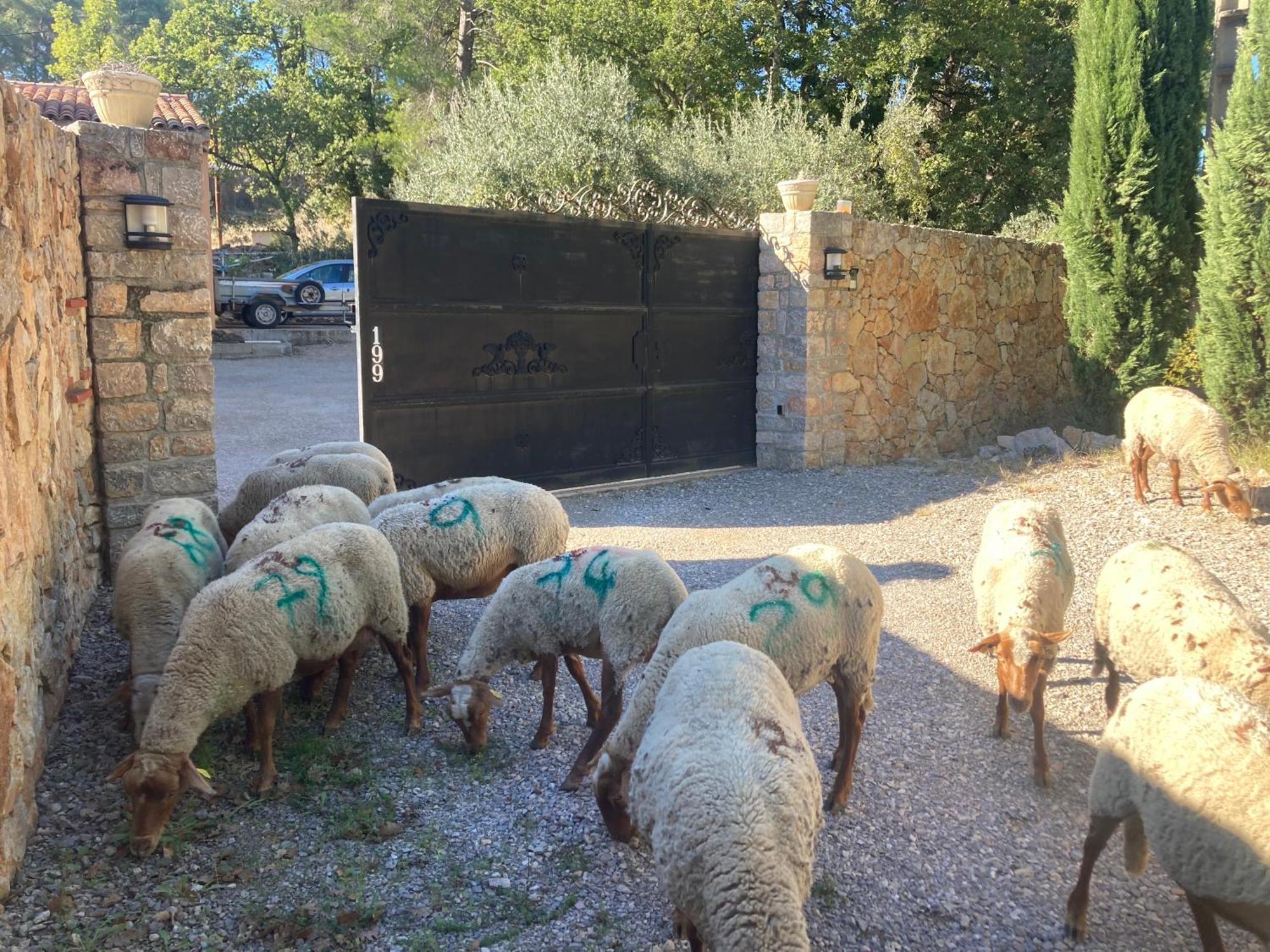 gite Le Mas des Oliviers Draguignan Extérieur photo